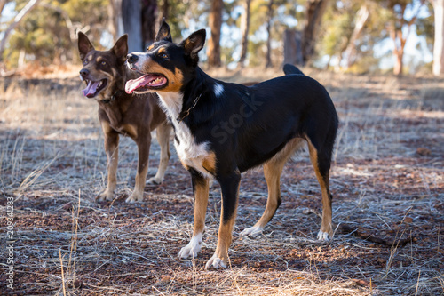 tri coloured and red cloud kelpie in paddock looking for