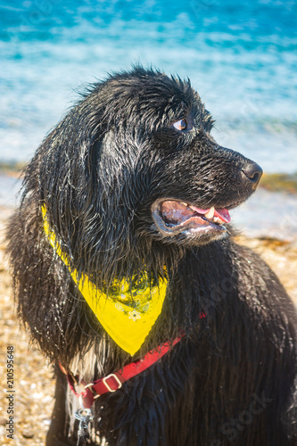 Bear The Newfoundland Dog Rests After Swimming In Ocean At Bear The Newfoundland Dog Rests After Swimming In Ocean At Pott S Point Beach Harpswell