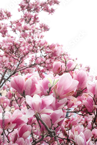 rozowe-kwiaty-magnolii-na-galazkach