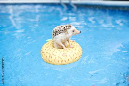 hedgehog on floting life buoy