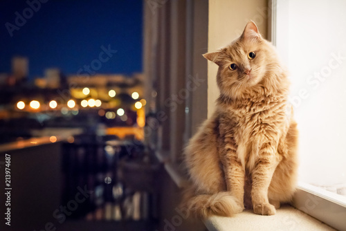Cat in the night