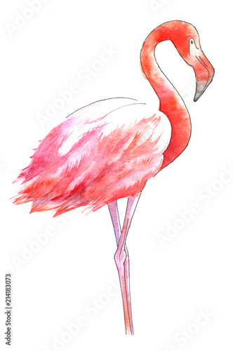 watercolor-painted-bird-the-greater-flamingo-in-color