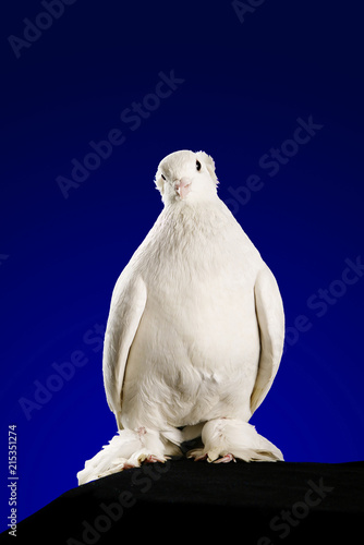 Dove Studio Shooting On A Dark Blue Background Photos Ap Dove Studio Shooting On A Dark Blue Background