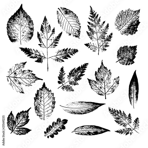 Isolated black stamps of leaves of tree and bush on white background. Leaf ink print. Set of plant imprint.