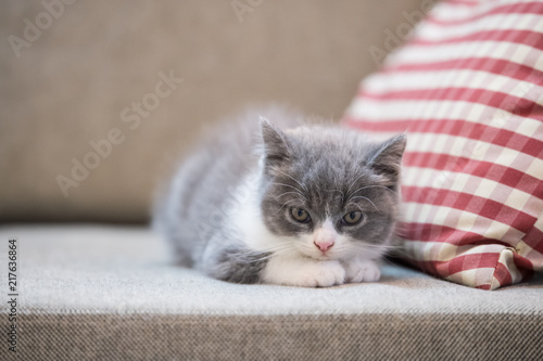 Cute British Short Hair Cat Kitten Buy Photos Ap Images