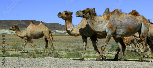 camel in the gobi desert in Mongolia © MICHEL