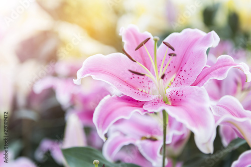 Beautiful Pink Lilly Flower Over Blurred Garden With Vintage Beautiful Pink Lilly Flower Over Blurred Garden With Vintage Warm Light Spring Concept Background