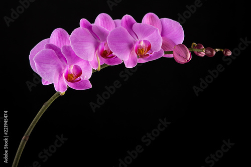 purple-phalaenopsis-orchid-flowers-on-black-background