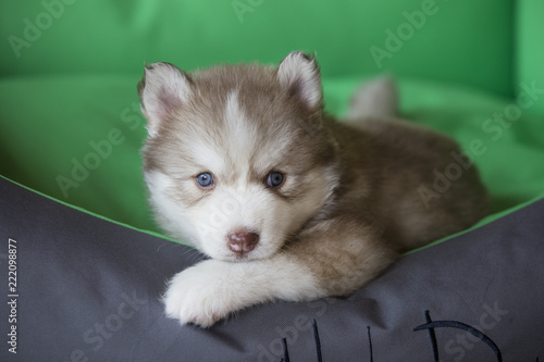 Cute Siberian Husky See The Photographer Whom Took Himself Baby Has