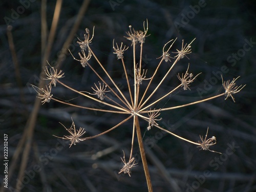 Bald Flower | Best Flower Site