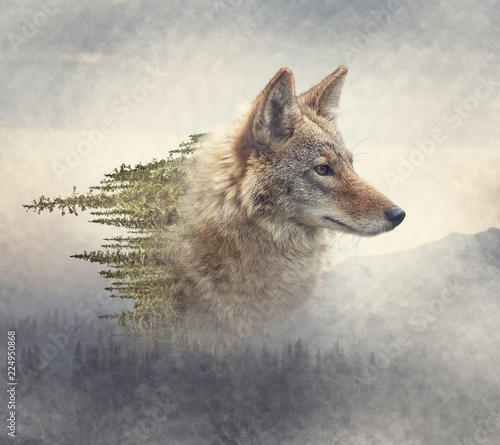 double-exposure-of-coyote-portrait-and-pine-forest