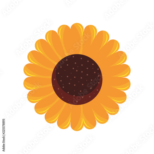 sunflower flower decoration natural flora © djvstock