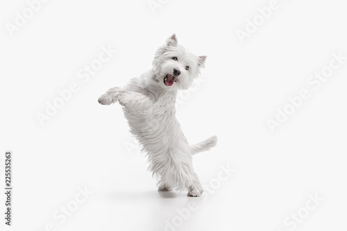 The west highland terrier dog in front of white studio background © master1305
