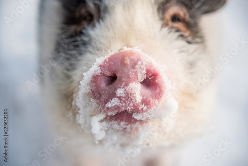 Snowy piglet of mini pig in winter © Grigorita Ko