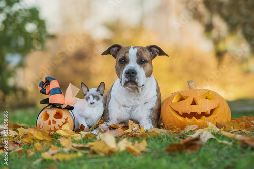 Dog and cat with halloween pumpkins © Grigorita Ko