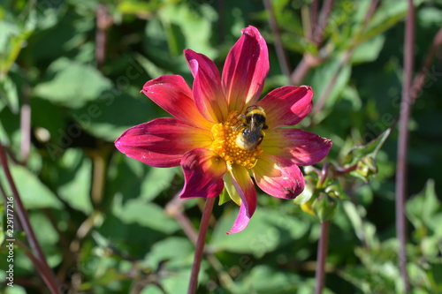 A Small Pink And Yellow Dahlia With Bee On It Photos Ap A Small Pink And Yellow Dahlia With Bee On It