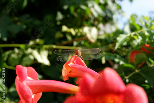 Romantic dragonfly on red kampsis © Evgeniya