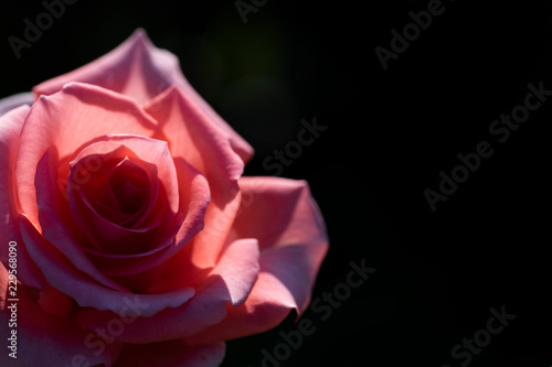 Red rose in sunlight © ContributorArtist