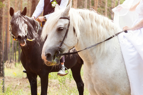 Bride and groom in forest with horses. Wedding couple with horses. © Stanislaw