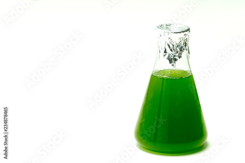 Marine plankton or Microalgae culture into Erlenmayer flask in Scientific laboratory