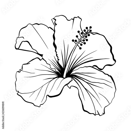 Free Free 200 Hawaiian Flower Outline Svg SVG PNG EPS DXF File