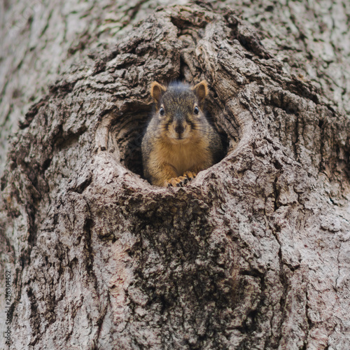 hide and seek squirrels