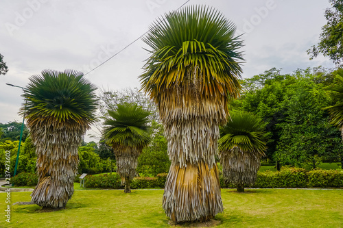 Beautiful Unusual Palm Trees In Kuala Lumpur Park Malaysia Beautiful Unusual Palm Trees In Kuala Lumpur Park Malaysia