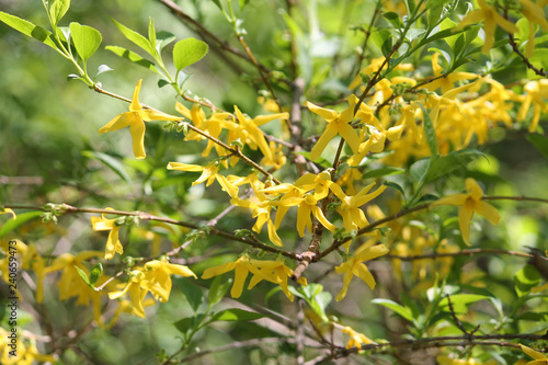 Forsythia suspensa with yellow flowers and young green leaves