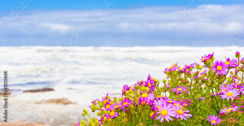 Pink Coastal Flowers On A Beach In Cape Town Photos Ap Pink Coastal Flowers On A Beach In Cape Town