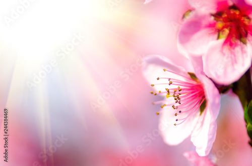 pink peach blossom © klagyivik