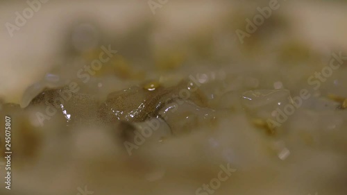 Extreme Close Up on Chopped Live Squid or Octopus Food Dish Moving in Seoul South Korea © blackboxguild
