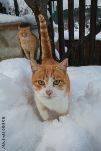 Ritratto Di Due Gatti Nella Neve Buy Photos Ap Images Detailview