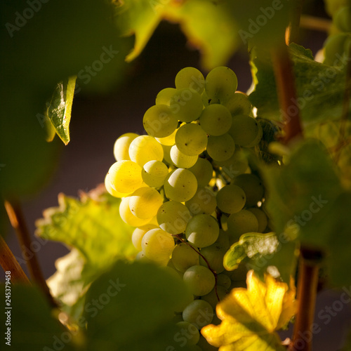Raisin blanc dans les vignes © Thierry RYO