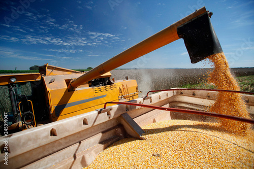 Corn Harvest © Casa da Photo