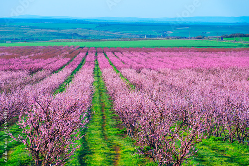 Rows of blossom peach trees in spring garden. Landscape photography © ivan kmit