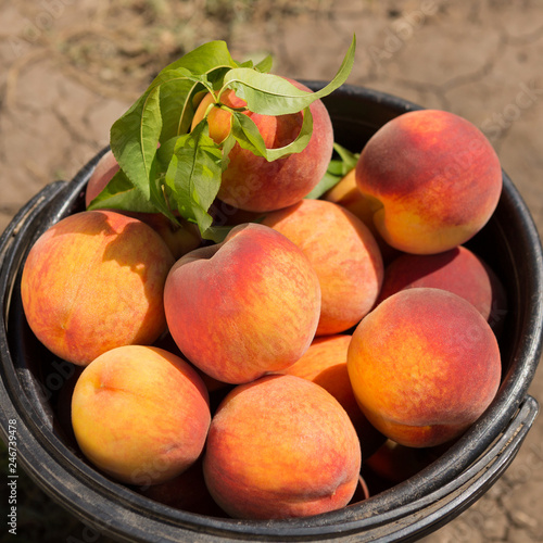 a lot of red ripe peaches in a plastic bucket, a large fruit crop, a concept © aneduard