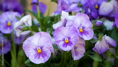 close up of purple pansy flower growing in the spring garden - selective focus © diyanadimitrova