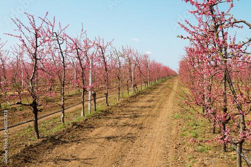 Blooming peach garden. Industrial plantings. Perspective image. Image for blog. © tka4