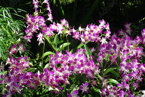 Orchidees blanches et violettes © Bruno Bernier