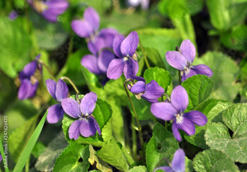 Spring flowering Viola sylvestris © orestligetka