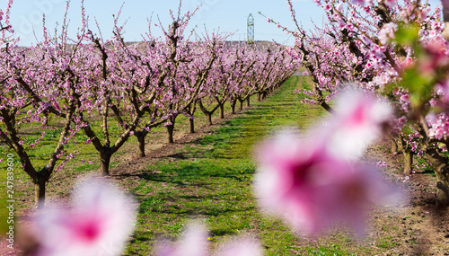 Blossoming of peach trees on a meadows of Europe in spring © JackF