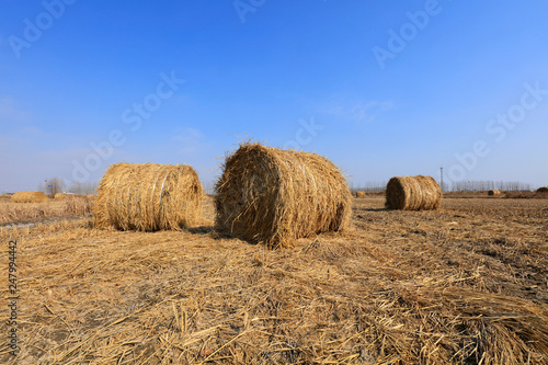straw roll in the fields © junrong