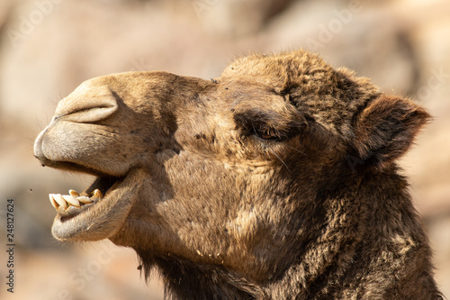 Camel © chris2766