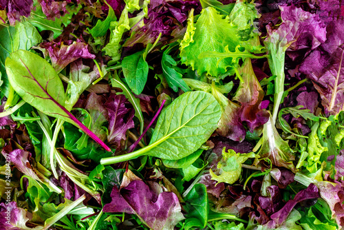 Salad mix leaves background. Fresh Salad Pattern with rucola, purple lettuce, spinach, frisee and chard leaf. © nataliazakharova
