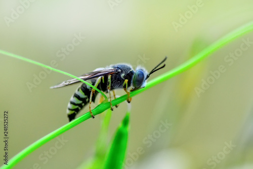 Beautiful Bee Macro In Green Nature Stock Image Buy