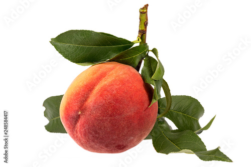 Single whole fresh fruit of peach isolated on white background, detail © mychadre77