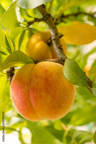 Ripe sweet peach fruits growing on a tree branch in orchard © DRSPhoto