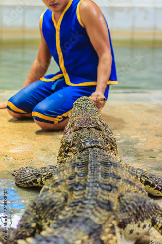 Nakhon Pathom, Thailand - May 18, 2017: Risky crocodile shows at Samphran Crocodile Farm, one of the most impressive public crocodile shows in the world.