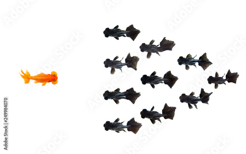 One goldfish confront group of small black goldfish isolated on white background represents courage or the idea of inspiring business ideas. Business concept. Animal. Pet.