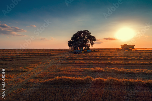 Combine harvester machine working in a wheat field at sunset. Lonely tree © ValentinValkov